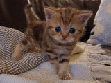 Chatons Scottish Fold et British Shorthair à vendre