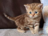 Chatons Scottish Fold et British Shorthair à vendre