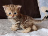 Chatons Scottish Fold et British Shorthair à vendre
