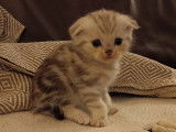 Chatons Scottish Fold et British Shorthair à vendre
