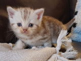 Chatons Scottish Fold et British Shorthair à vendre