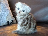 Chatons Scottish Fold et British Shorthair &agrave; vendre