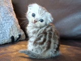 Chatons Scottish Fold et British Shorthair &agrave; vendre