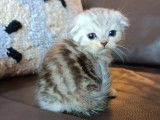 Chatons Scottish Fold et British Shorthair &agrave; vendre
