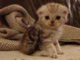 Chatons Scottish Fold et British Shorthair &agrave; vendre