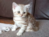 Chatons Scottish Fold et British Shorthair &agrave; vendre
