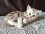 Chatons Scottish Fold et British Shorthair &agrave; vendre