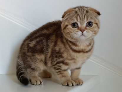 Chatons Scottish Fold et British Shorthair &agrave; vendre