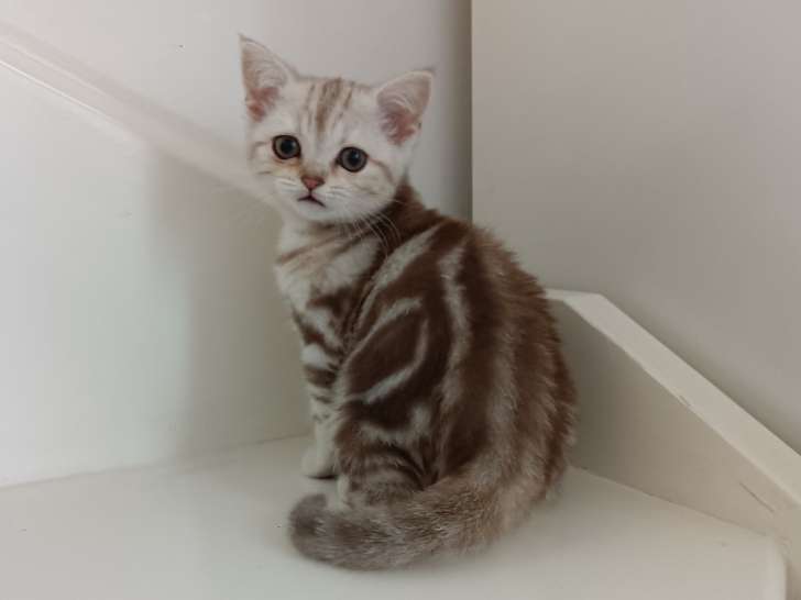 Chaton de race British Shorthair femelle à vendre