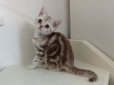 Chaton de race British Shorthair femelle à vendre