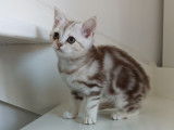 Chaton de race British Shorthair femelle à vendre