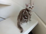 Chaton de race British Shorthair femelle à vendre