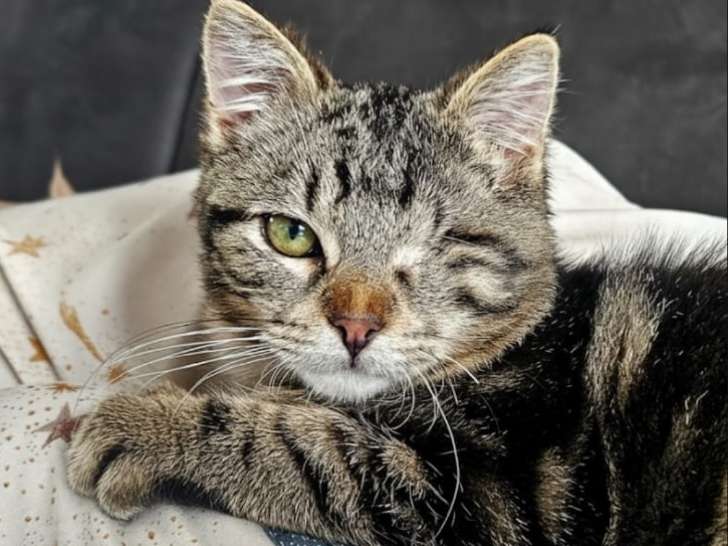 Aïko, chaton tigré à adopter en association