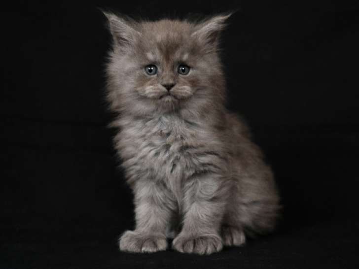 Magnifiques chatons Maine Coon LOOF à réserver
