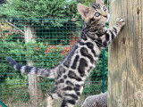Chatonnes Bengal brown LOOF à vendre