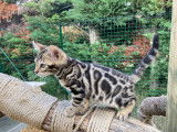 Chatonnes Bengal brown LOOF à vendre