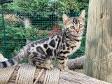 Chatonnes Bengal brown LOOF à vendre