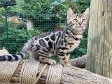 Chatonnes Bengal brown LOOF à vendre