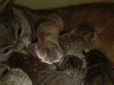 Chatons Scottish Fold et Straight à Vendre