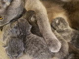 Chatons Scottish Fold et Straight à Vendre