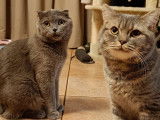 Chatons Scottish Fold et Straight à Vendre