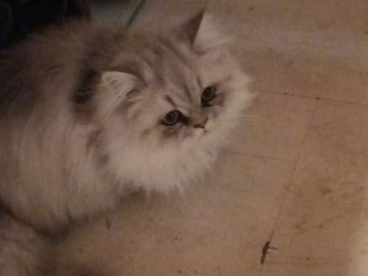 Chat Persan à vendre