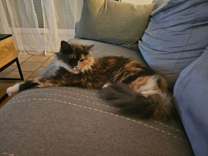 Femelle Maine Coon recherche mâle pour saillie