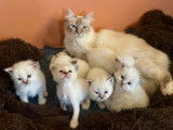 Adorables chatons Sacré de Birmanie LOOF à vendre