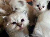 Adorables chatons Sacré de Birmanie LOOF à vendre