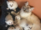 Adorables chatons Sacré de Birmanie LOOF à vendre