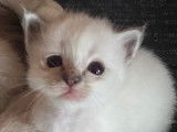Adorables chatons Sacré de Birmanie LOOF à vendre