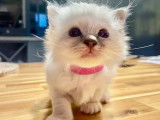 Adorables chatons Sacré de Birmanie LOOF à vendre