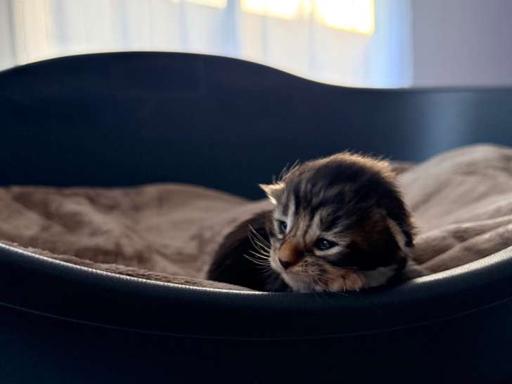 Chatons Maine Coon LOOF à vendre