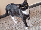Mimi, chatte à adopter d'urgence