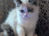 Chatonnes Ragdoll à vendre en Belgique