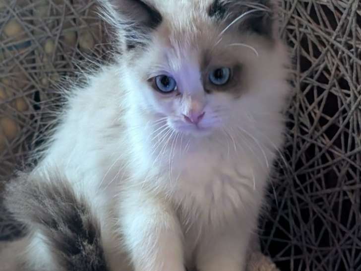 Chatonnes Ragdoll à vendre en Belgique