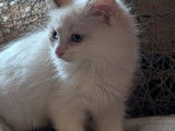 Chatonnes Ragdoll à vendre en Belgique