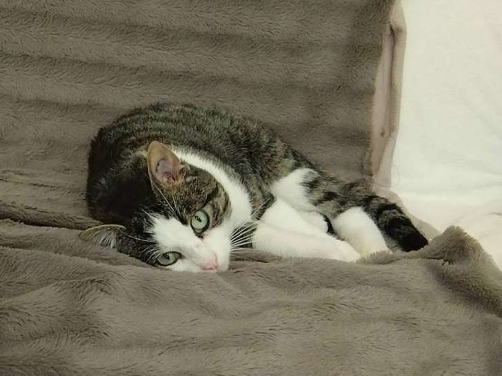 Griset, chat blanc et tigré à adopter en association