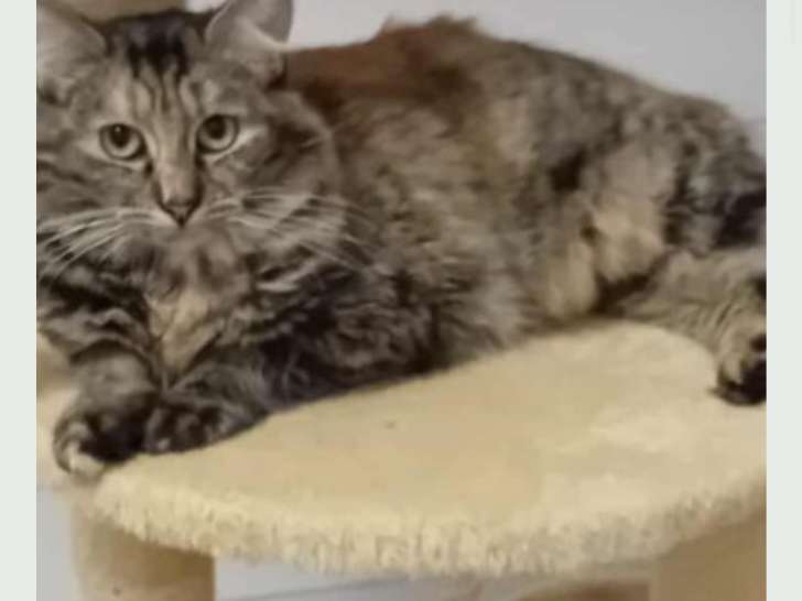 Misty, jeune chatte tricolore à adopter en association
