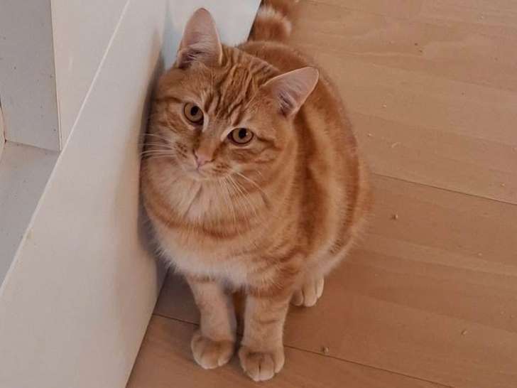 Mylo, jeune chat roux tigré à adopter en association