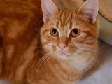 Mylo, jeune chat roux tigré à adopter en association