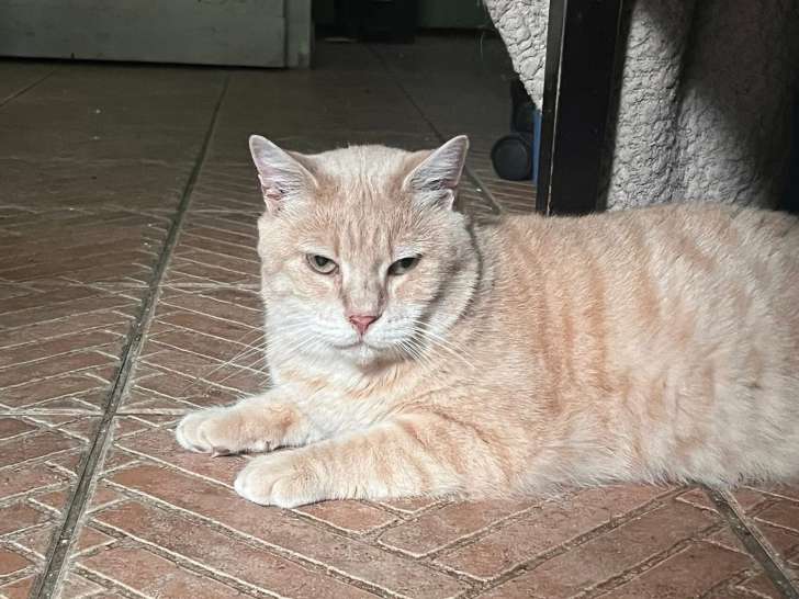 Oliver, chat roux à adopter en association