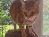 Basile, chat roux tigré à adopter en assocation