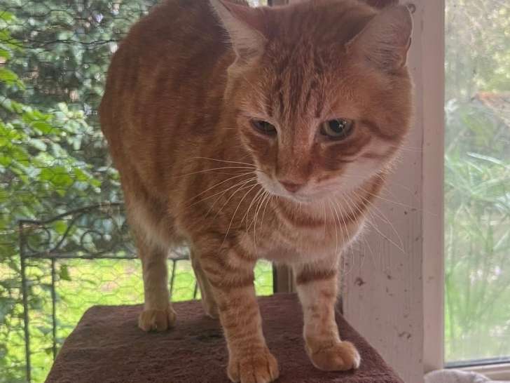 Basile, chat roux tigré à adopter en assocation