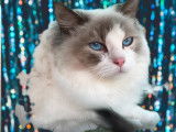 Superbe Ragdoll mâle disponible pour saillie