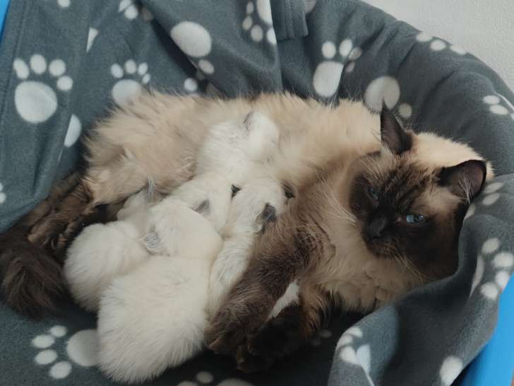 La maman et ses bébés