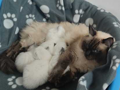 La maman et ses bébés