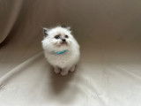 Bébé Ragdoll au collier Azur