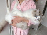 Mâle Ragdoll bleu bicolore LOOF disponible pour saillie