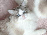 Mâle Ragdoll bleu bicolore LOOF disponible pour saillie
